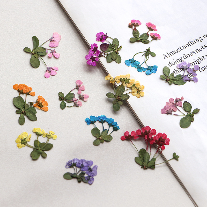Supply For Florist - 2-3cm/12 Stück, Gepresste Kleine Blumen, Großhandel