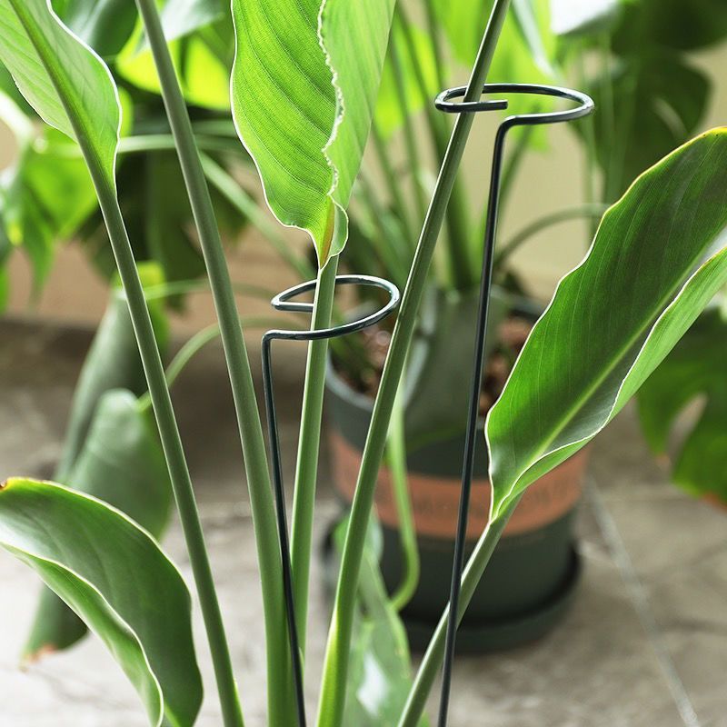 1/10 stücke Garten Unterstützu – Supply For Florist Bewertung und Preis