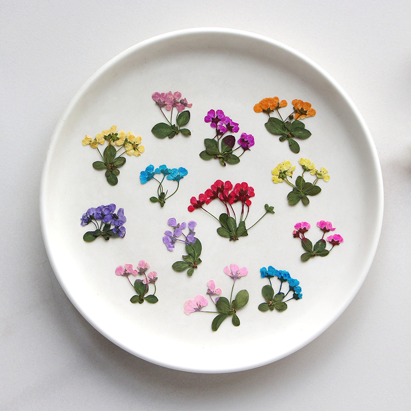 2-3cm/12 Stück, Gepresste Klei – Supply For Florist Bewertung und Preis