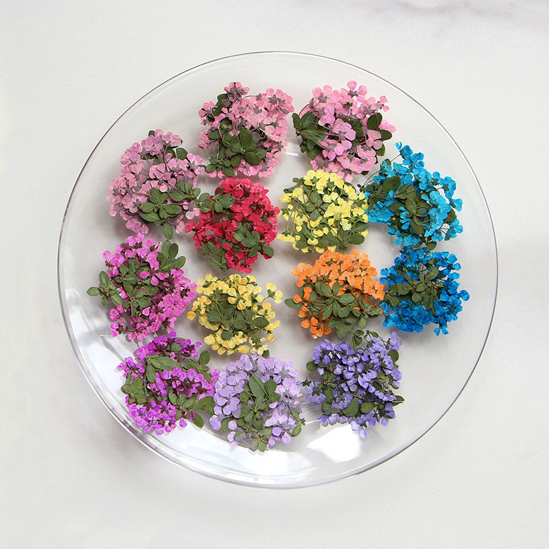 2-3cm/12 Stück, Gepresste Klei – Supply For Florist Bewertung und Preis