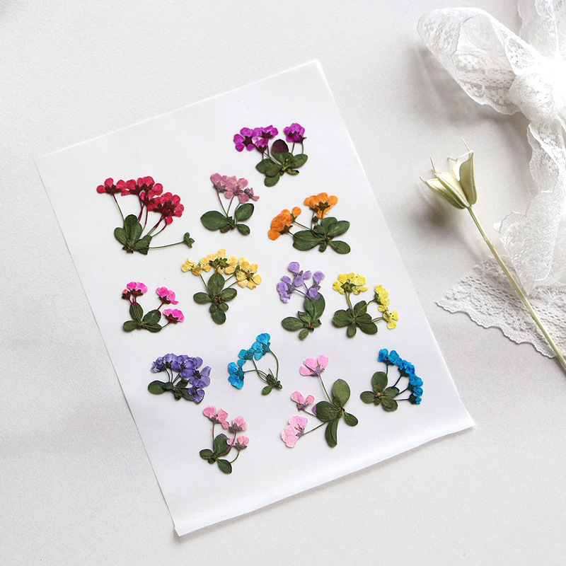 2-3cm/12 Stück, Gepresste Klei – Supply For Florist Bewertung und Preis