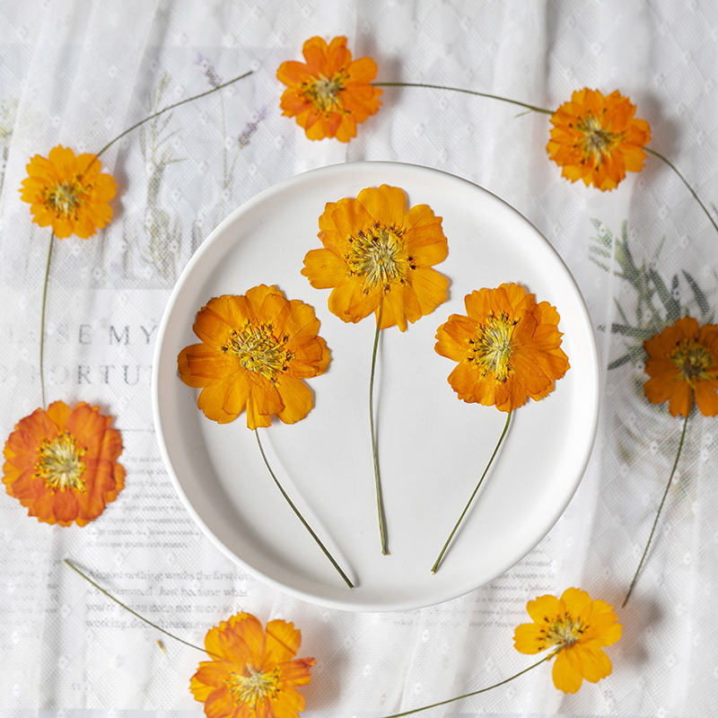 8-10cm/24 Stück, Naturgetrockn – Supply For Florist Bewertung und Preis