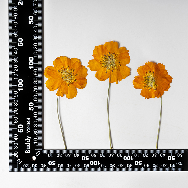 8-10cm/24 Stück, Naturgetrockn – Supply For Florist Bewertung und Preis