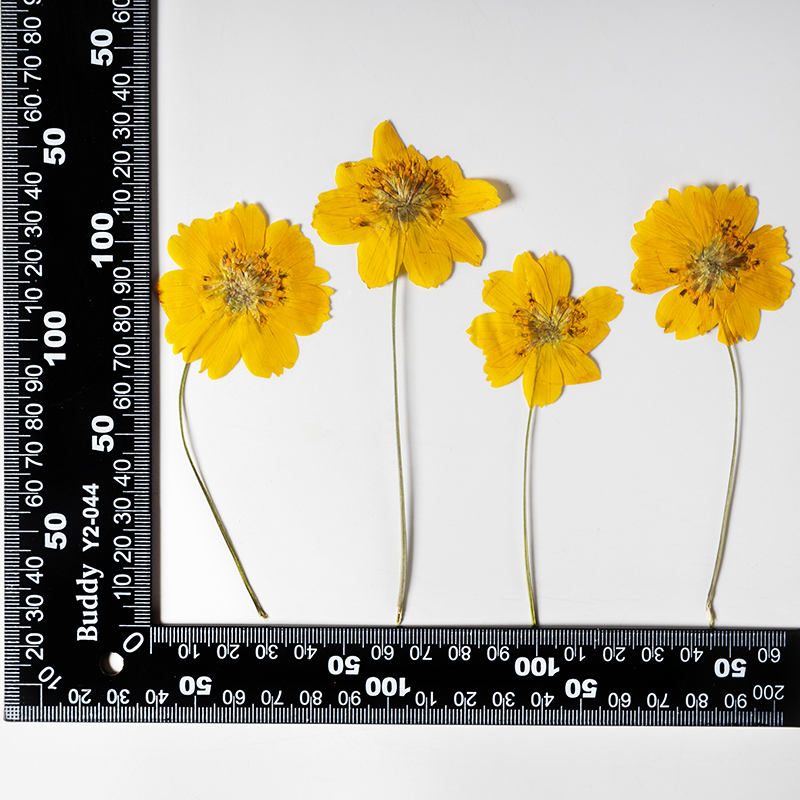 8-10cm/24 Stück, Naturgetrockn – Supply For Florist Bewertung und Preis